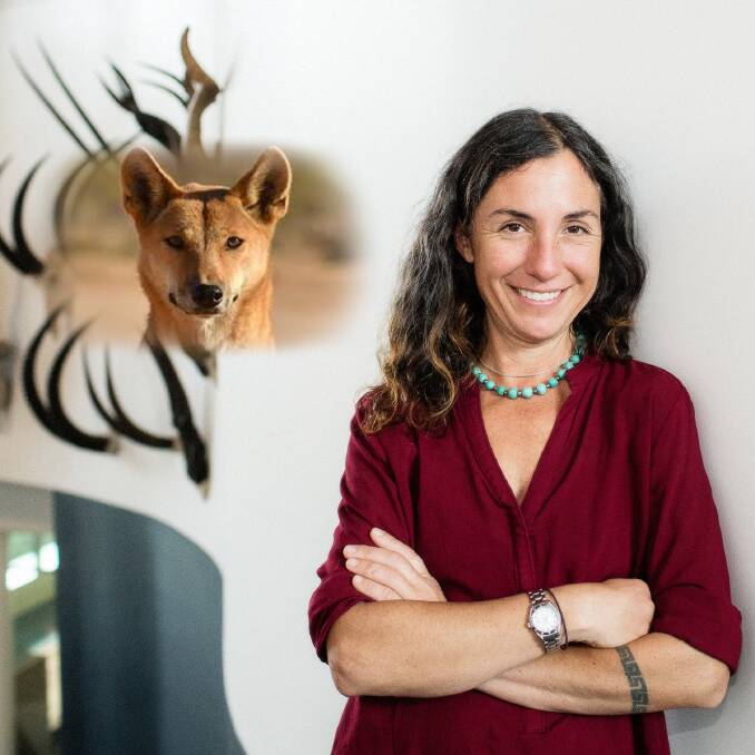 Groundbreaking: Archaeologist Dr Melanie Fillios said new research into the genetics of dingos could finally show the difference between the natives and wild dogs. Photo: file