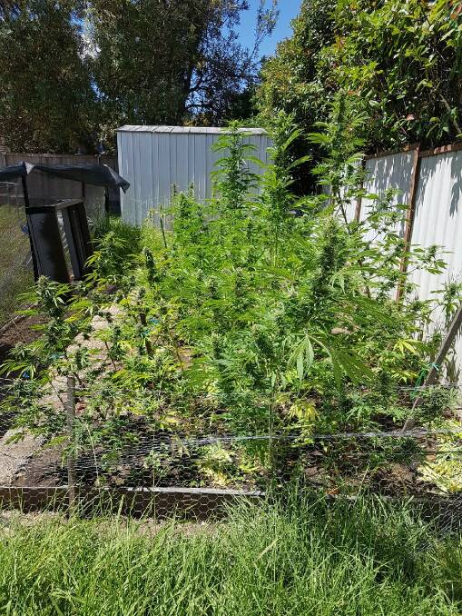 Seizure: Police allege a 49 woman was growing cannabis in her backyard. Photo: Supplied