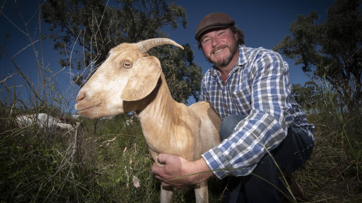 GOOD KID: Adam Norris tends to a fire mitigaton goat near Werris Creek Hospital. It will take 14 goats a month to eat all this grass and shrub. Photo: Peter Hardin 