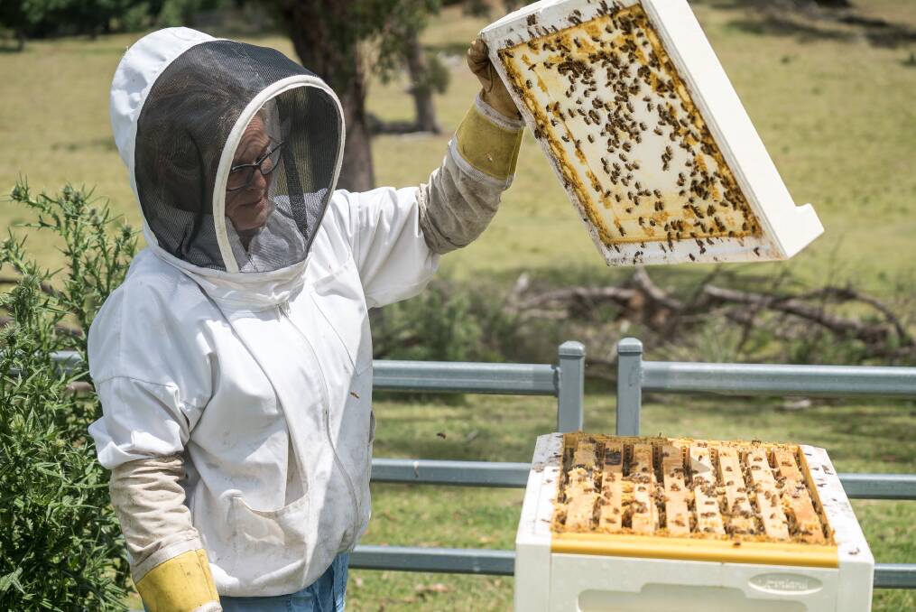 WORLD FIRST: Armidale bee breeder and scientist Carolyn Sonter has proven bees spread toxic PFAS through their honey. Photo: supplied, UNE