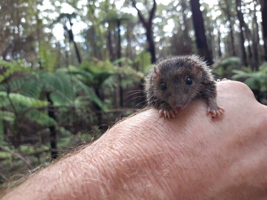 GROWING BACK: About a billion animals perished in the Black Summer bushfires. But the local WIRES branch has been baffled to see the ones that survived have started breeding - in autumn. Photo: NSW Parks and Wildlife Service