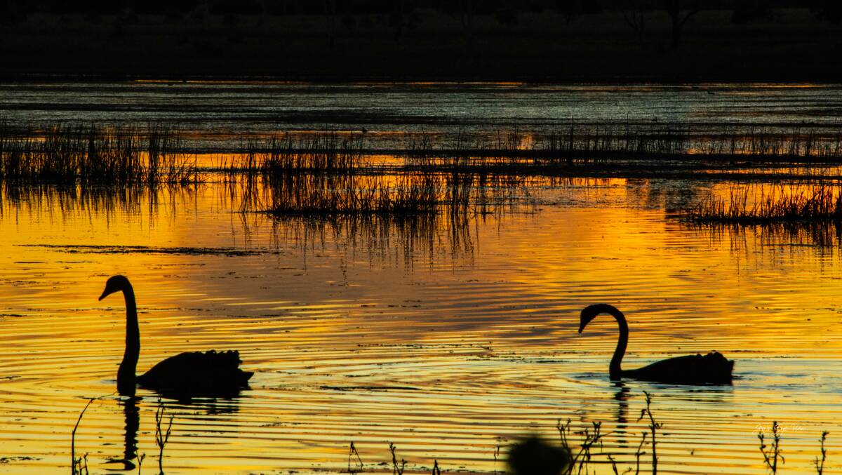 Swans breeding on Dangar's Lagoon. Photo by Jenny Brown.