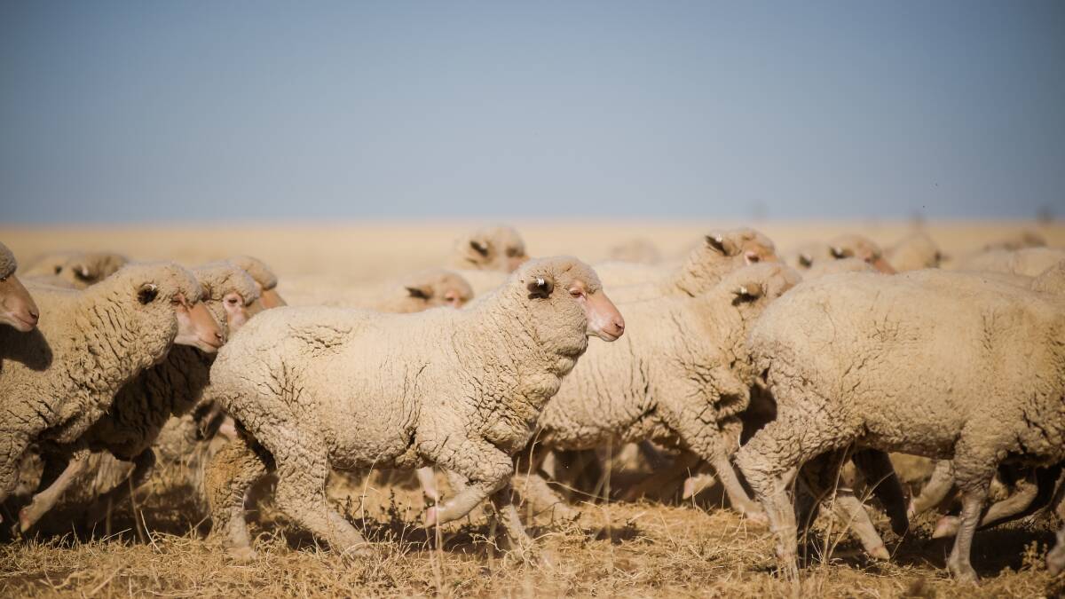 Generic photo of sheep.