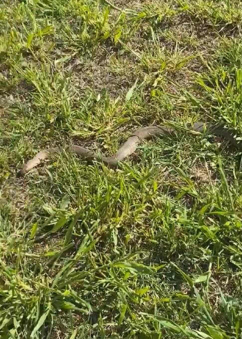 OUT AND ABOUT: An eastern brown spotted this week in between Gipps Street fields and Scotts Road. Photo: Kate Groth, Supplied 