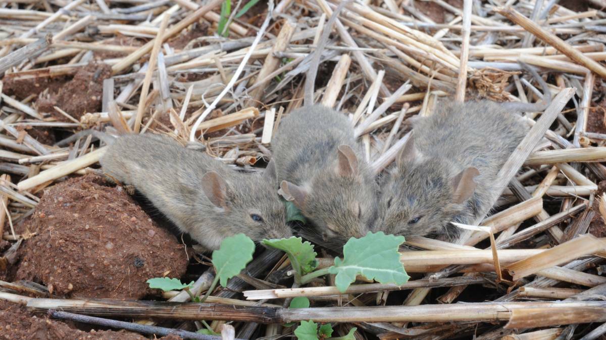 MINI MENACES: Mice were causing chaos across the region in early 2021, but the pests have been a lot less common so far this year. Picture: The Land