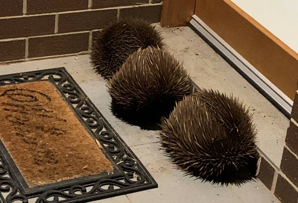 LOVE TRAIN: It's rare to see an echidna train, let alone so close to a house, and there were more looking to join the conga line. Photo: supplied.