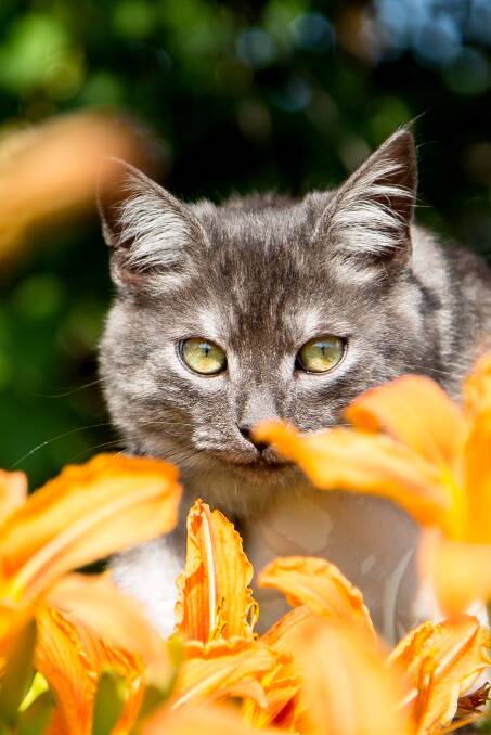 Lilies may be beautiful and fragrant flowers, however types that are dangerous to our cats include peace, Easter, daylily, Japanese and Asiatic lilies.