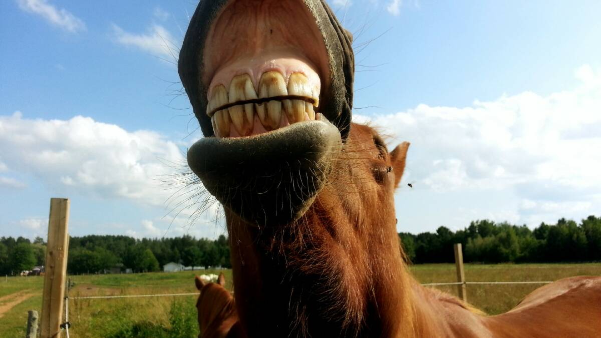 August is Dental Health Month – for horses!