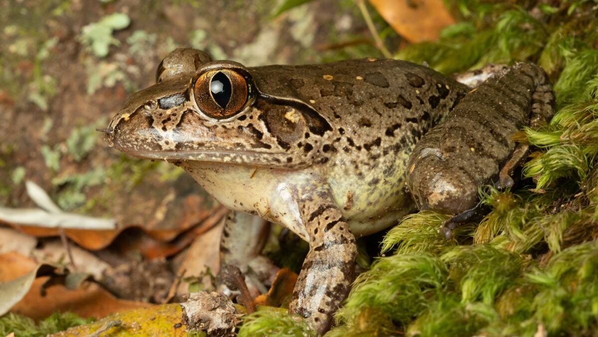 The giant barred frog, mixophyes iteratus, was one of two species identified as having improved conservation status. Picture: Wesley Read