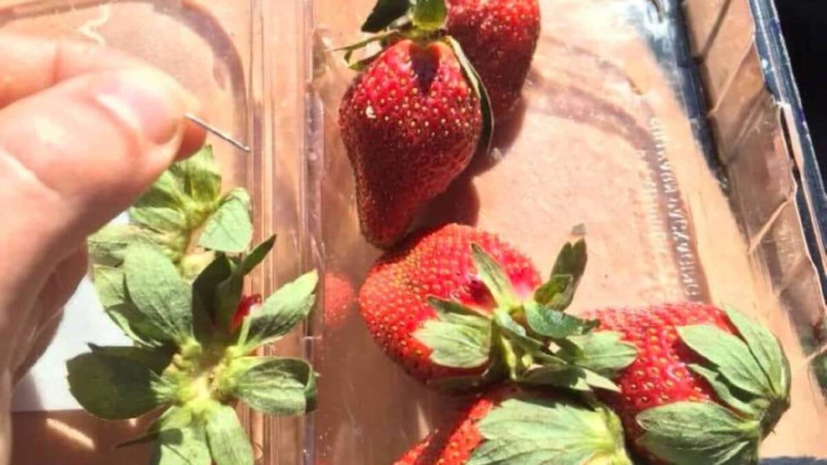 CONTAMINATION CRISIS: A needle has reportedly been found in strawberry in the Walcha district.