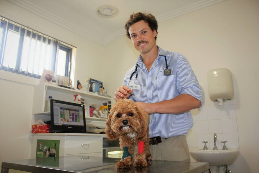 PROTECT PETS: Piper Street Veterinary Clinic veterinarian Isaac Roebuck with Oscar, who does not have the virus. Photo: Madeline Link