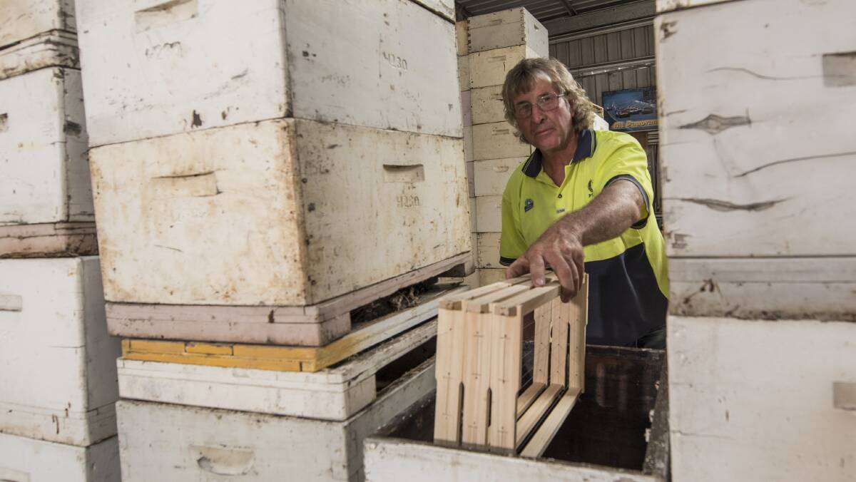 DROUGHT: Kootingal apiarist Ray Hull struggles to keep his beehives alive in the drought with a lack of pollen, nectar and water across the state. Photo: Peter Hardin