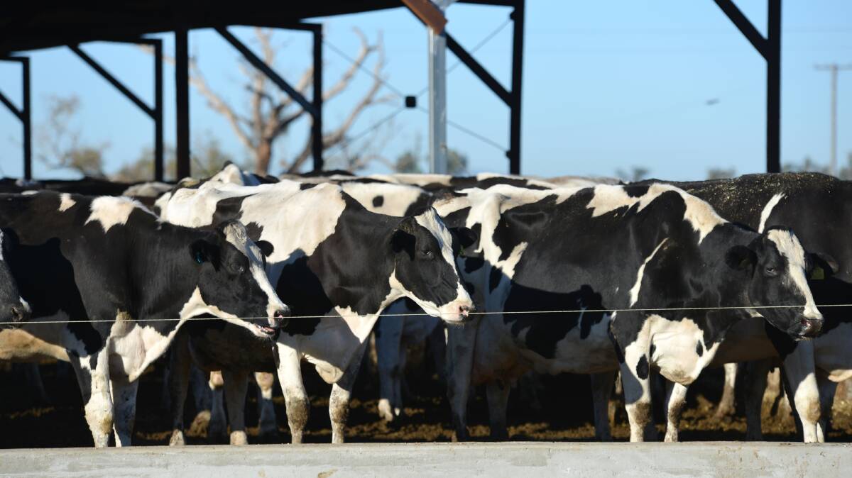 VOICE HEARD: Farmers and those involved in the industry are asked to shape the Australian Dairy Plan. Photo: Barry Smith