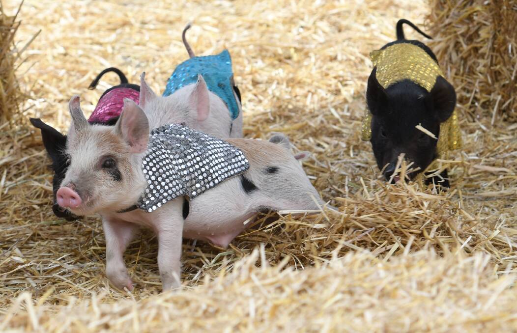 BRING HOME BACON: Pig races have been a fan favourite in Tamworth. Photo: Gareth Gardner, file.