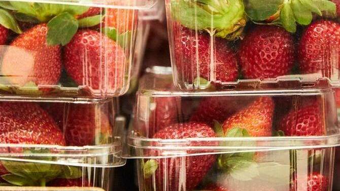 CONTAMINATION CRISIS: Strawberries found with needles and pins.