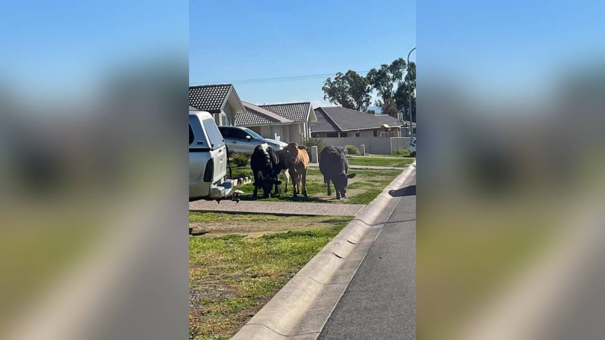 LAWN CARE: A mob of about six or seven cattle attracted the attention of neighbours on McKinlay Place on Monday. Photo: Mandy Burke 