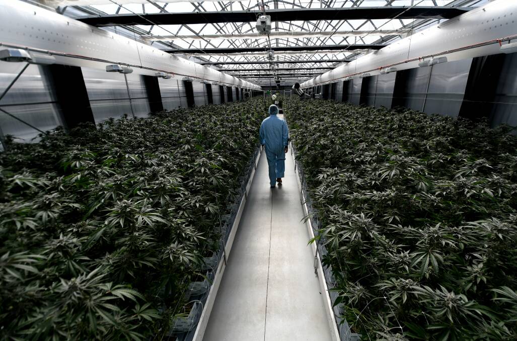 MEDICAL CANNABIS: The ANTG medical cannabis farm near Armidale. Photo: Gareth Gardner, file.