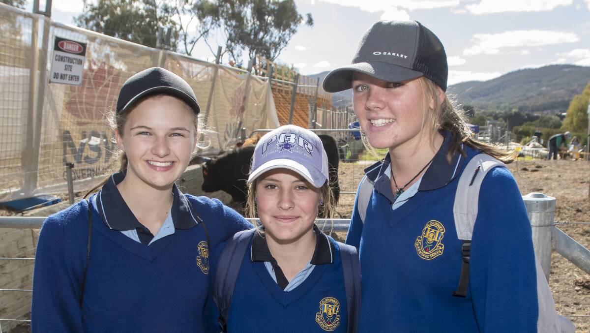 EXCURSION: Glen Innes High School students Brooke Burgis, Alexia Grob and Courtney Wright looking at cattle farming at the careers expo. Photo: Peter Hardin