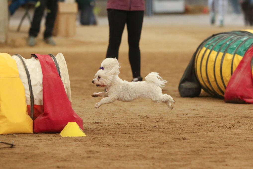 LEAPS: Daisy, owned by Michelle Kenny at the agility dog trials last year.