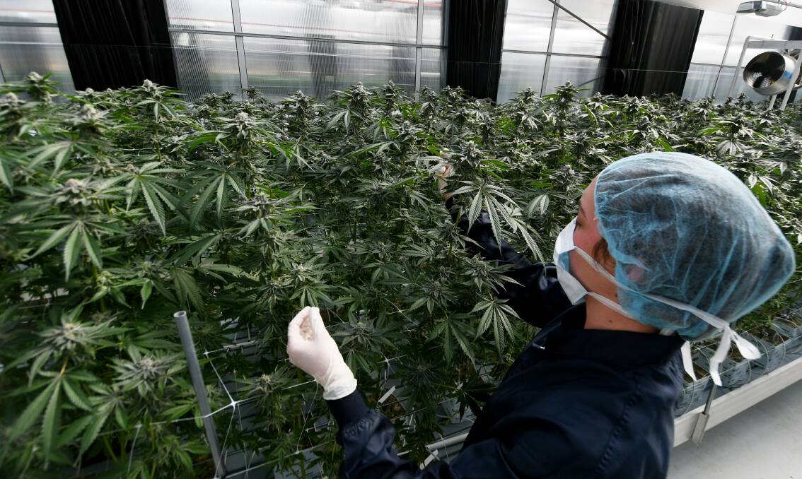 HARVEST: An ANTG staff member checks the medical cannabis plants. Photo: Gareth Gardner 300720GGA17