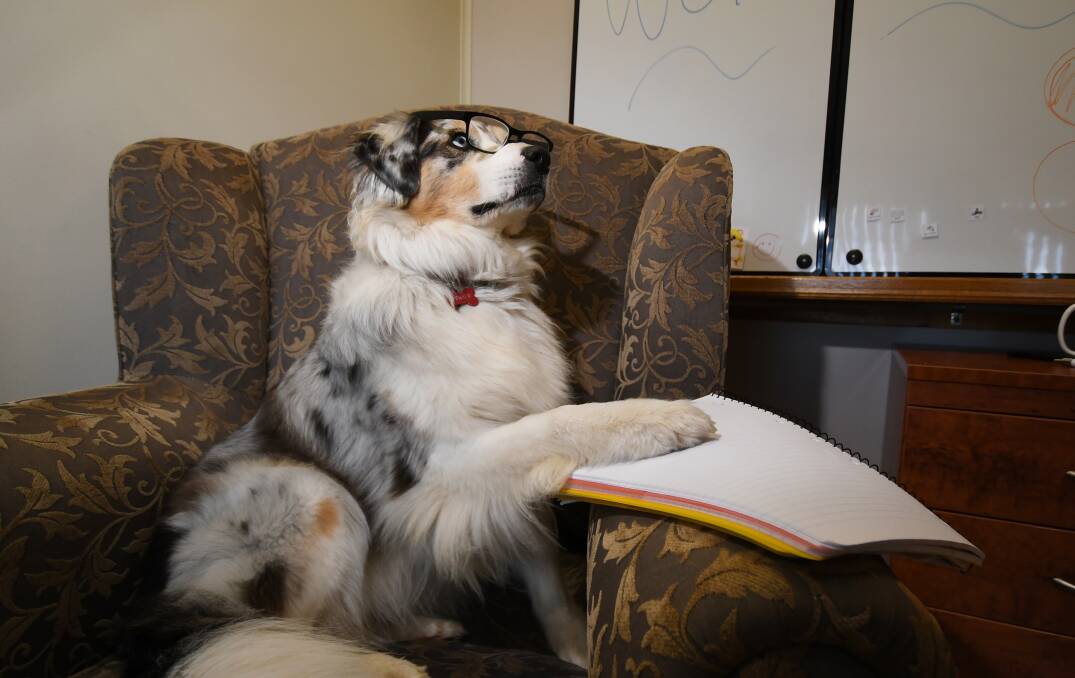 TAKING NOTES: Therapy dog Tilly wraps up her notes after a big day on the job. Photo: Gareth Gardner