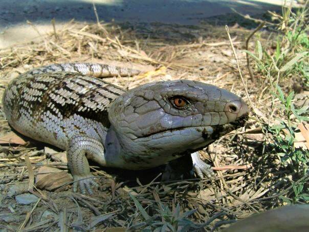 SPRING HAS SPRUNG: Eastern blue tongue lizards have been spotted across Tamworth. Photo: Supplied