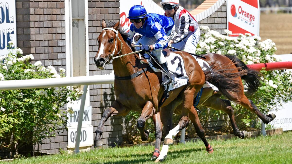 Tamworth Tornado: Smart customer Art D'Amour makes a highly-anticipated return to the races in Friday's Country Championship Preview at Scone for trainer Cody Morgan. 