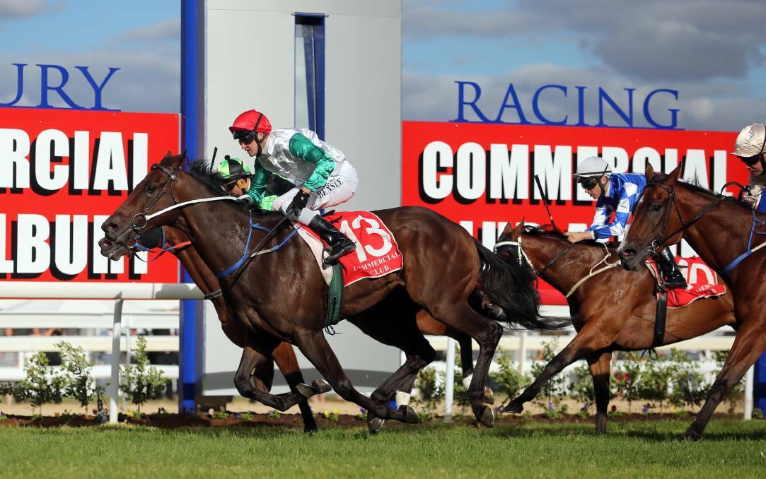 Flying machine: Corsica Lad was a class sprinter in the Southern Districts and now finds himself tackling the Hunter North West's best speedsters.