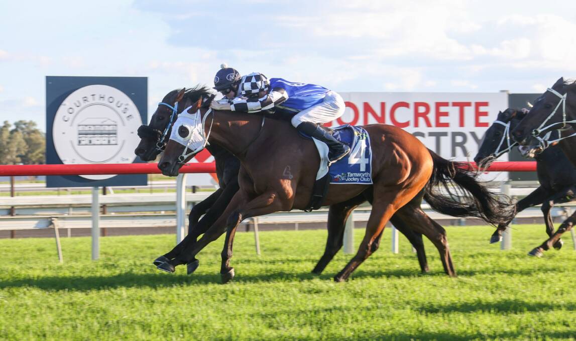 Sprinting home: Acrophobia gallops to a whisker-thin victory in the Tamworth Cup Prelude, which has qualified him for entry into the Tamworth Cup. Photo: Bradley Photos.