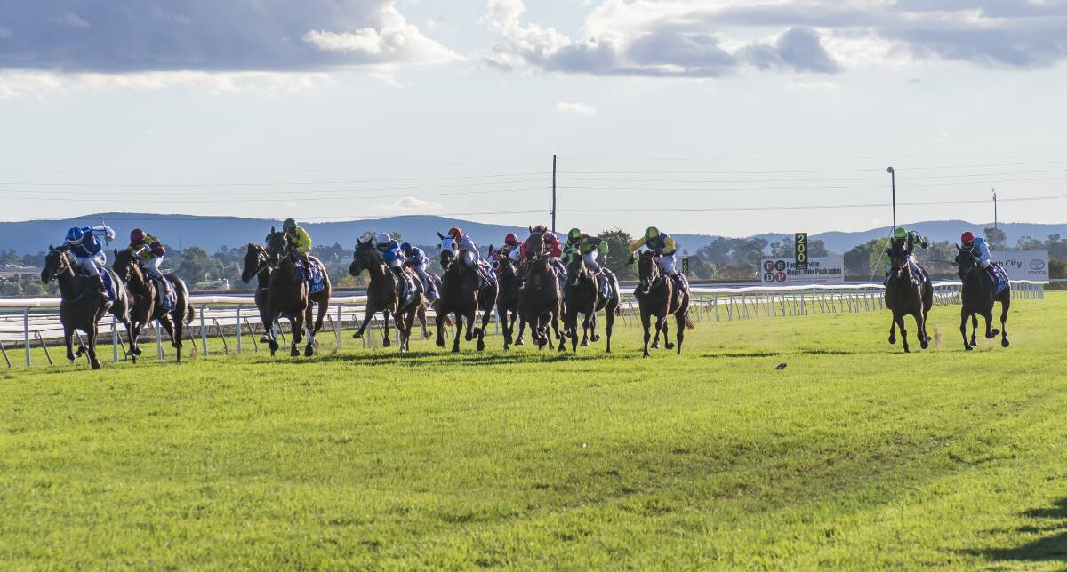 The Tamworth Cup field hit the home straight. Photo: Peter Hardin