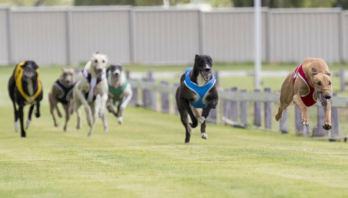 Tamworth Greyhound Club set to stage first meeting for 2019