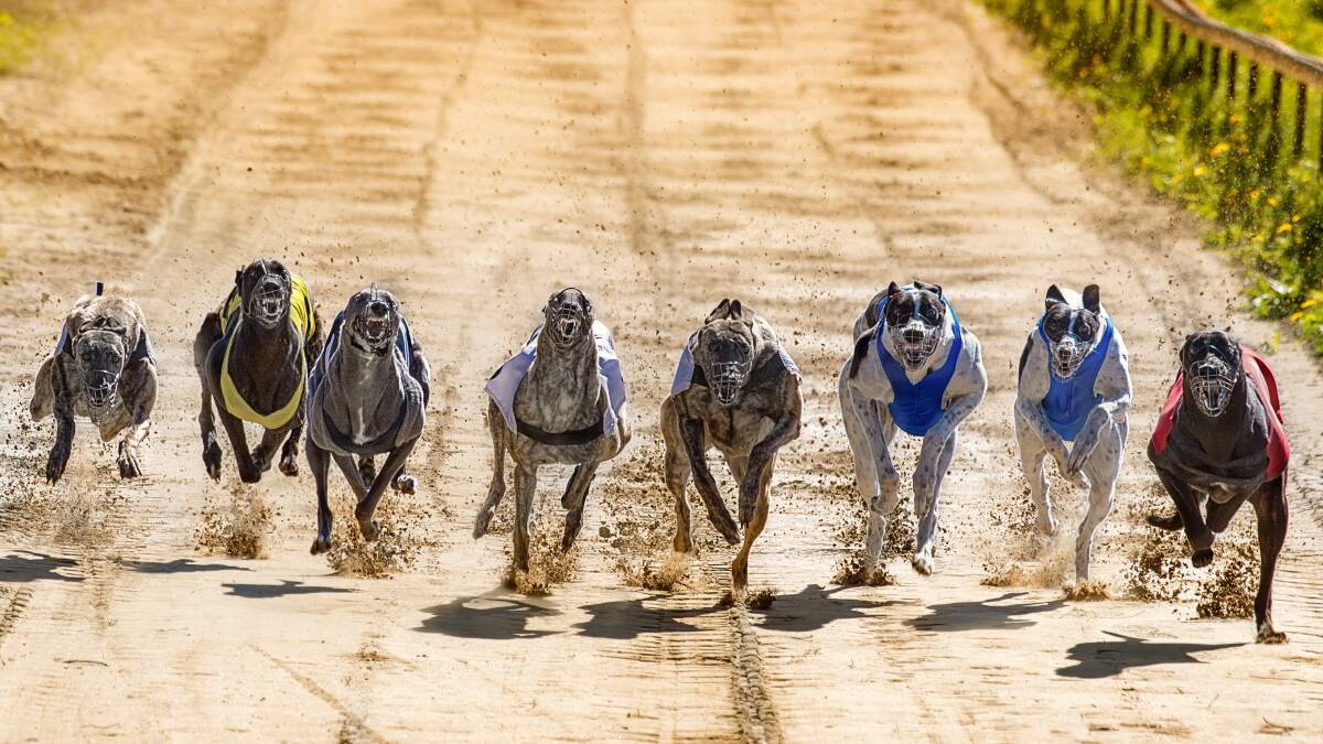 Tamworth Greyhound Racing Club held a seven-race meeting on Saturday. Photo: Shutterstock