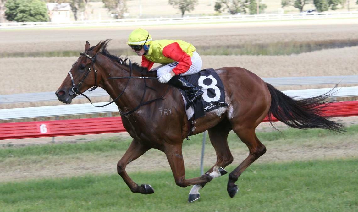 Hot chance: Inverell Cup winner Try 'N' Run A Muck will be chasing a Cup double at Glen Innes on Saturday.