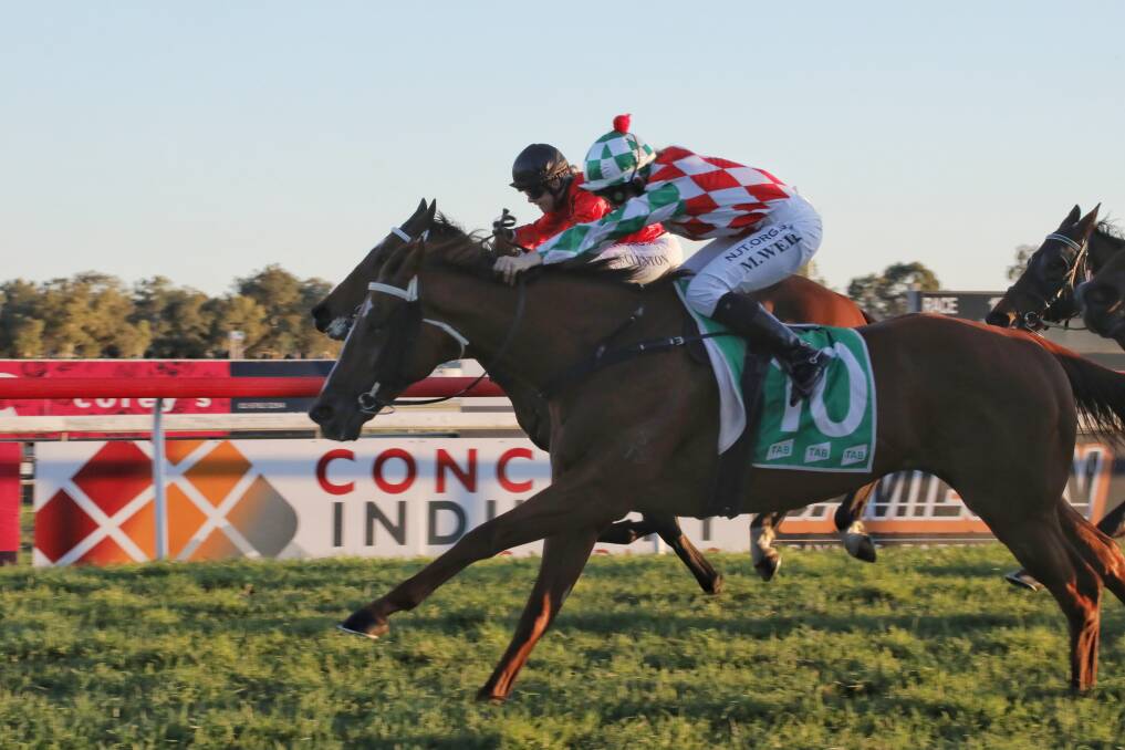 Welcome change of fortunes: Lord Tony's drought-breaking win for Tamworth trainer Troy O'Neile could earn the gelding a trip to Sydney. Photo: Bradley Photos.