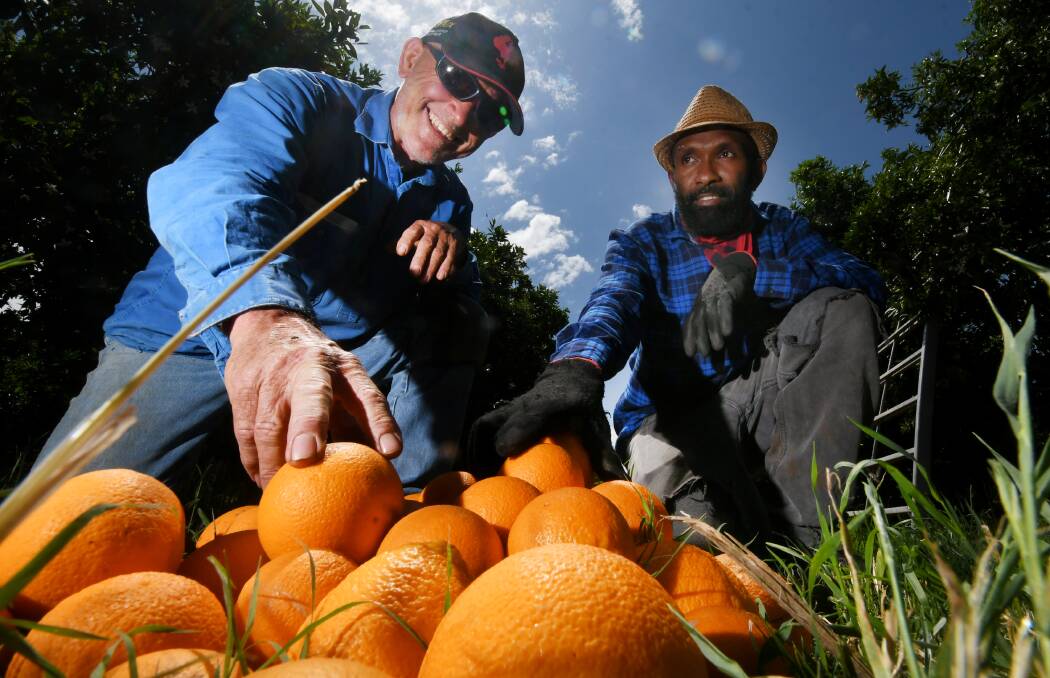 UNCERTAIN TIMES: Horticulturalist Anthony Cummins and fruit picker John Tahi, who hails from Vanuatu, at Gunnible Pastoral Company in October. Photo: Gareth Gardner