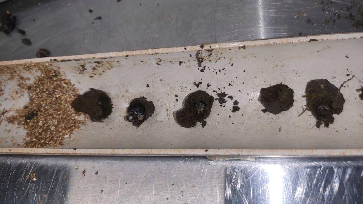 Dung beetle brood balls pulled from an intact soil core. Photo: supplied