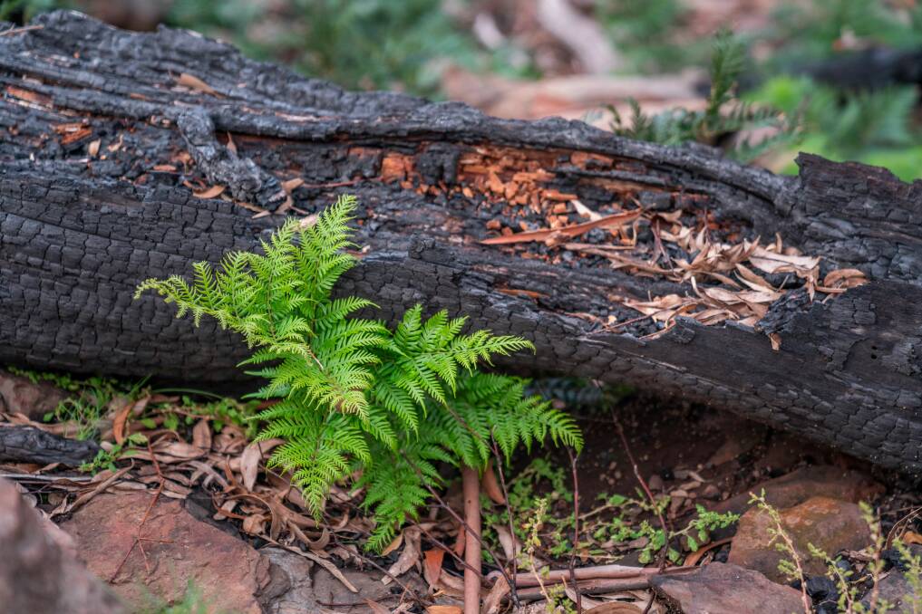 REJUVENATION: More than two years on from the bushfires in Mount Kaputar National Park, the flora and fauna are bouncing back well. Photo: NSW National Parks and Wildlife Service