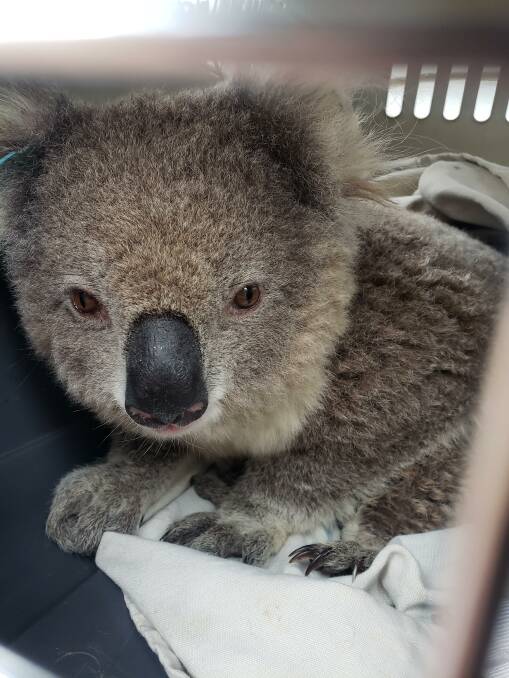 One of the koalas found for the trial. Photo: University of Sydney