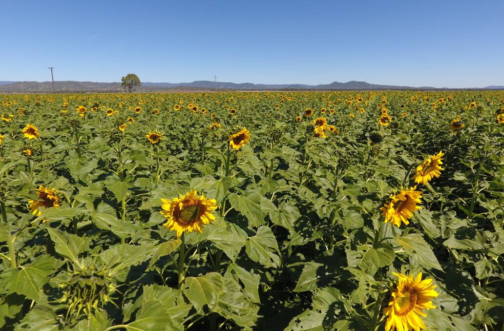 SUNNY SUNFLOWERS: Alec Pengilley's crop of sunflowers at Blackville have brightened up the Liverpool Plains Shire after years of drought. Photo: Alec Pengilley