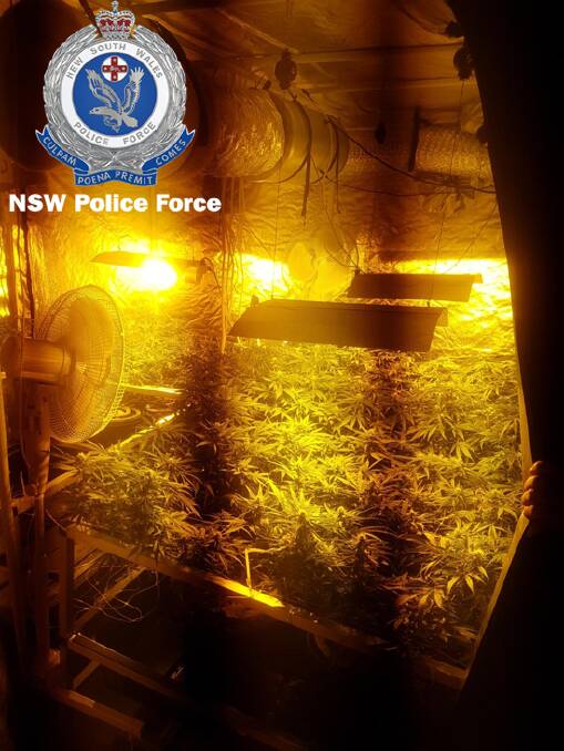 Police raid: Officers seized what they allege is 21 cannabis plants inside the Carroll home on Tuesday. Photos: NSW Police 