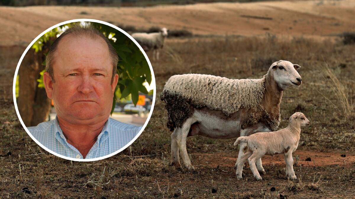 LIFE CHANGING: Farmer David Quince had to change his livelihood from cattle and cereal grain to dorper sheep.