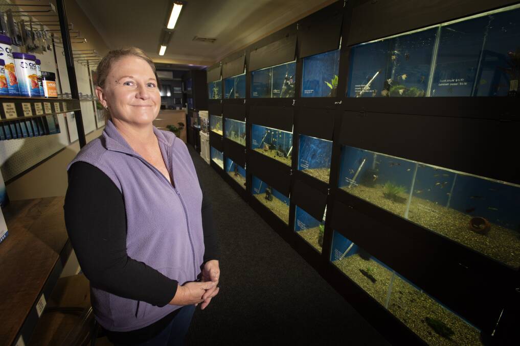 FABULOUS FISH: Tamworth Tropicals owner Nicole Nolan has tanks and tanks worth of colourful creatures waiting to be purchased. Photo: Peter Hardin