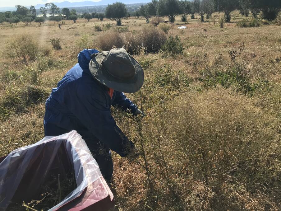 Gunnedah Shire Council employee Neil Worboys removes part of an infestation located on the edge of Gunnedah shire.