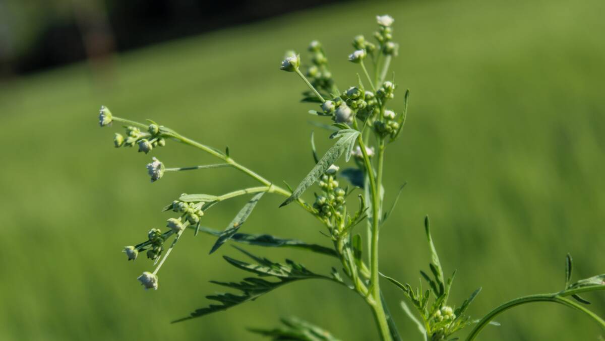 Landholders who spot parthenium weed are required to report it immediately.