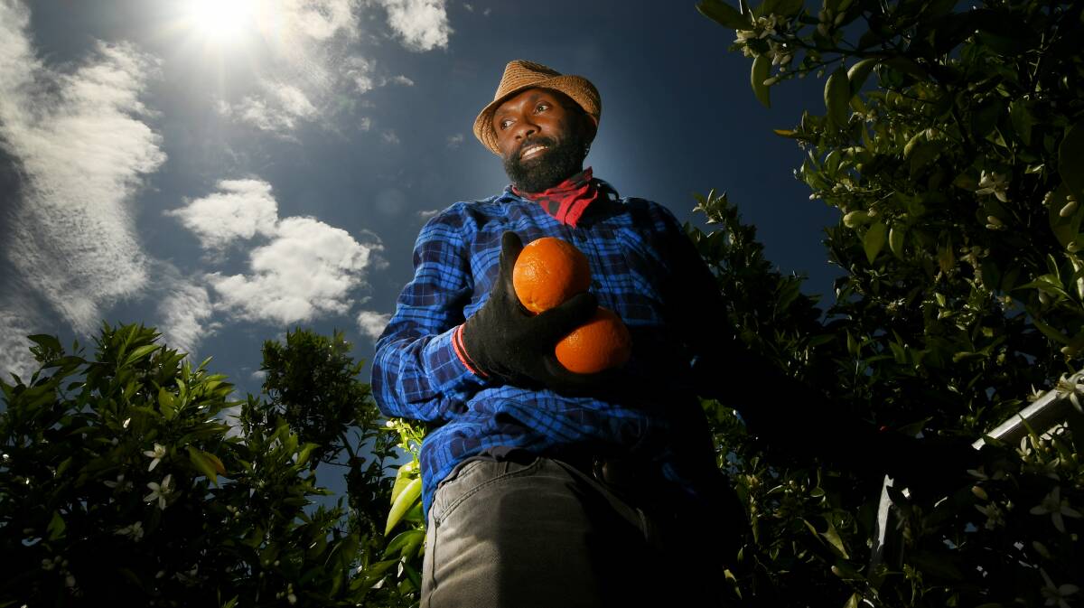 UNCERTAIN FUTURE: Fruit picker John Tahi at Gunnible Citrus last year. Photo: Gareth Gardner