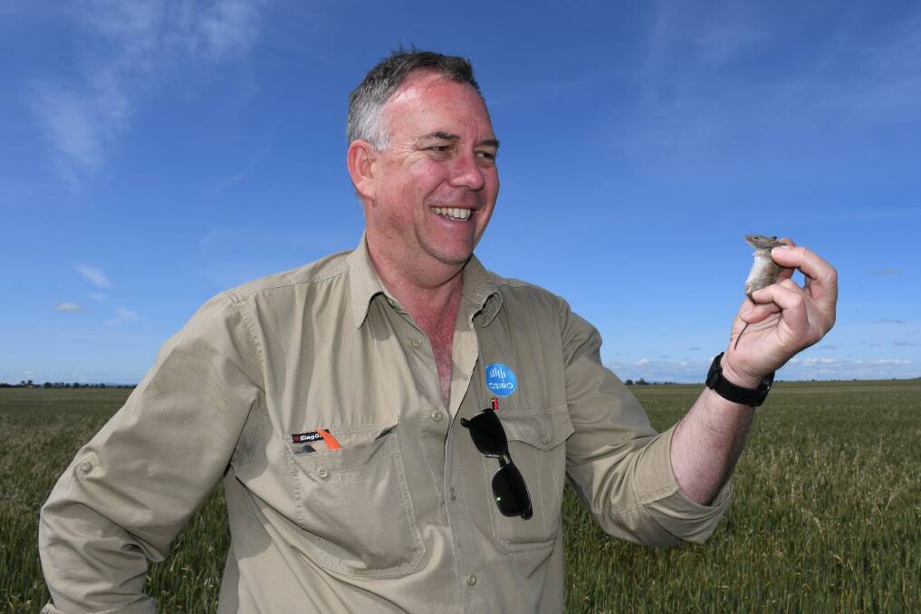 Pesky: CSIRO research officer Steve Henry in the field with a mouse, of which there are reports of increased numbers across in areas "quite widespread". Photo: Sharon Watt/ GRDC