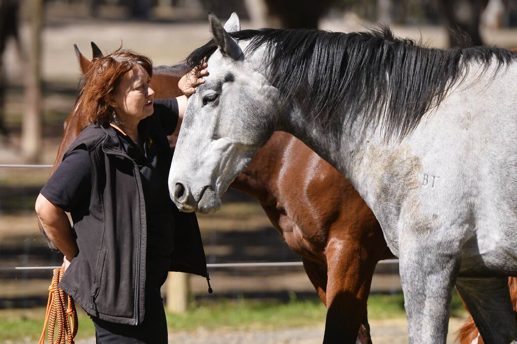 HEALTHY: Horse Shepherd Equine Sanctuary founder Anne Young with Big Grey, who was little more than skin and bones when rescued two years ago. Pictures: Dylan Burns