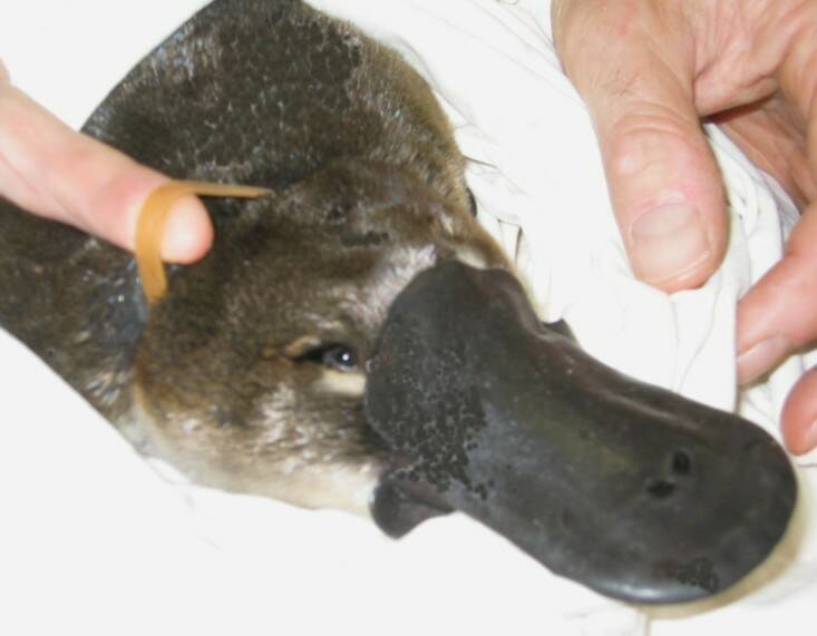 CAUGHT: This adult male platypus was found in the Moorabool River at Morrisons with a rubber band around its neck. Picture: Australian Platypus Conservancy