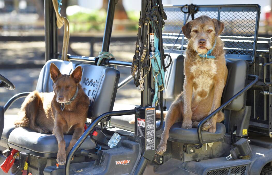 WORK CREW: Two of the rescue dogs at HSES prefer to be driven around the property than travel on foot.