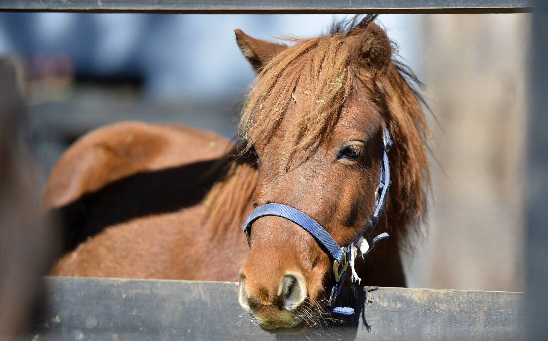 DUMPED: One of the Greendale 16 - a group of 16 miniature horses dumped on the side of the road near Greendale about a year ago.